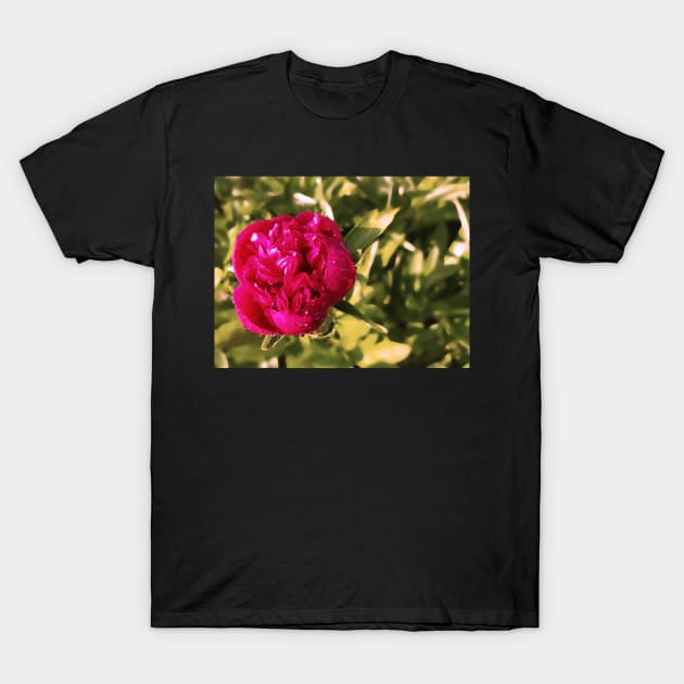 Peony blossom with raindrops, flower photography T-Shirt by KINKDesign